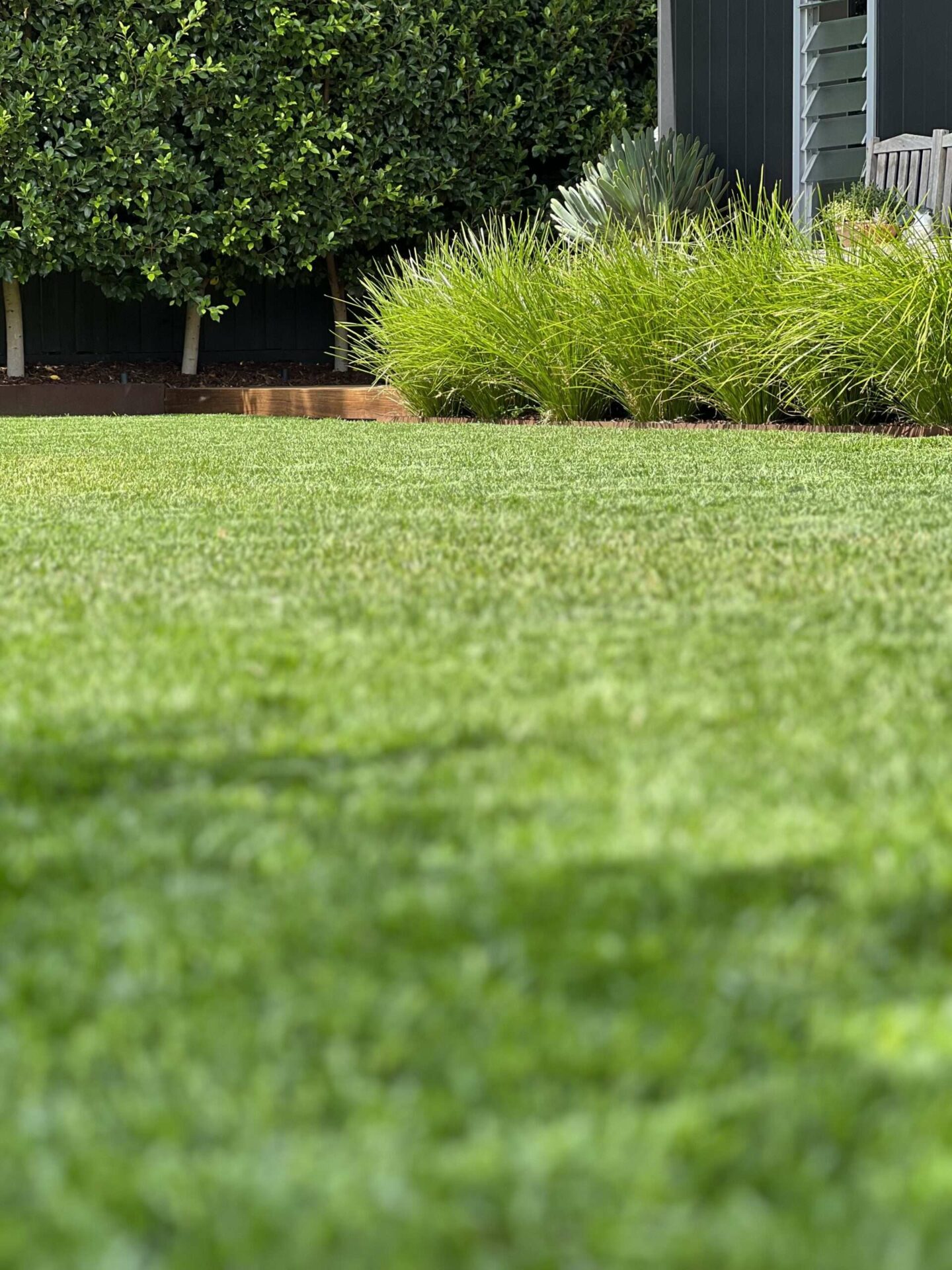 Lush lawn with planting along the edges