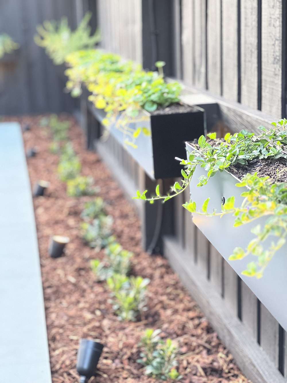 trailing plants in planter boxes above newly planted garden