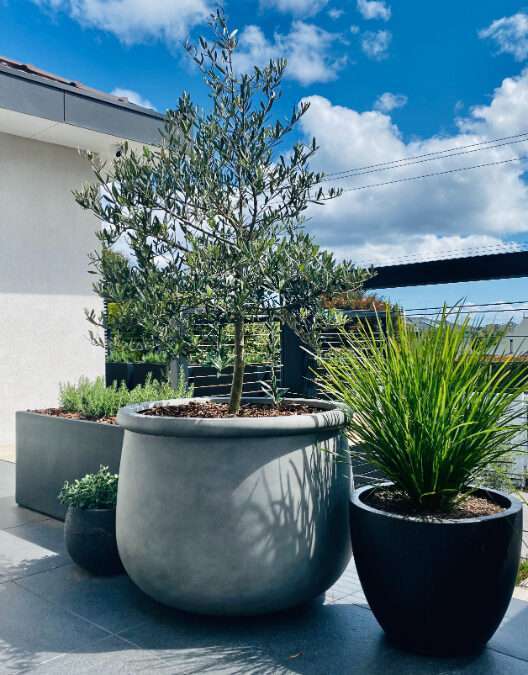 Indoor & Outdoor Potted Plants