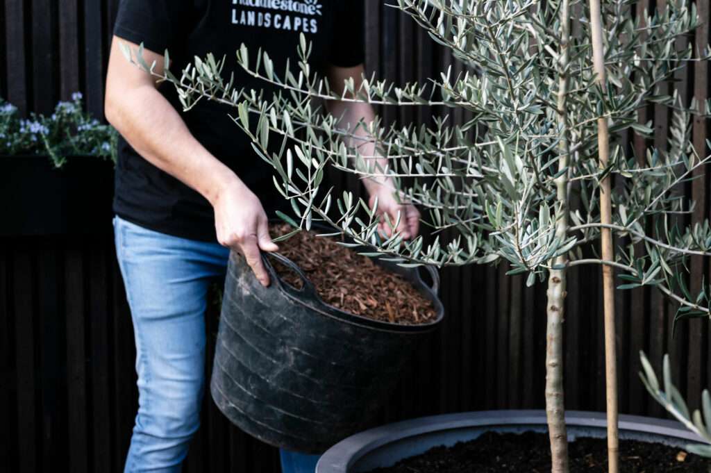 Huddlestone Landscapes Founder Steve, mulching potted olive tree