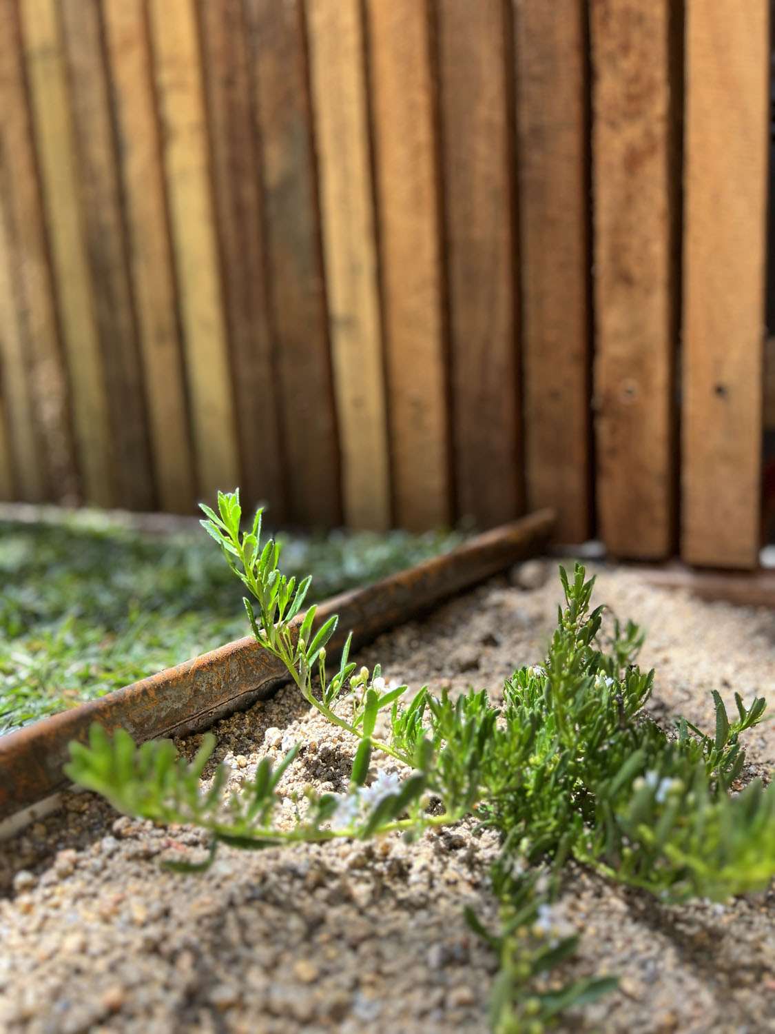 Corten Steel Garden edging, new planting and fence