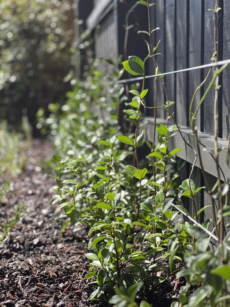 Courtyard landscaping