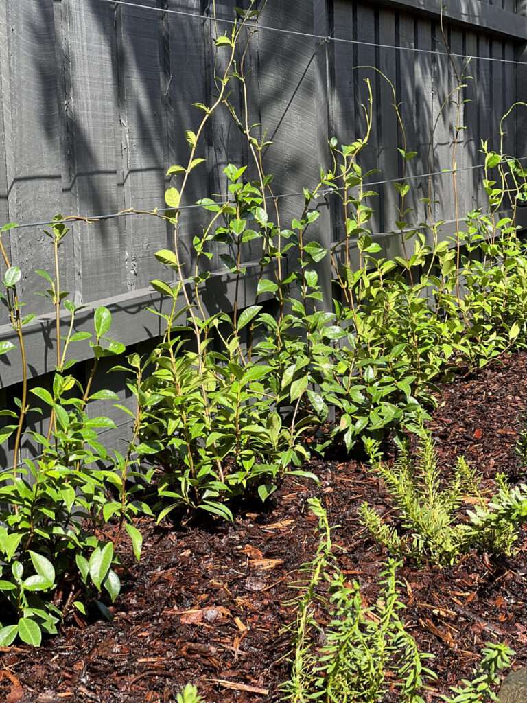 Courtyard landscaping