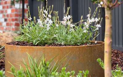 Contemporary front garden in Mornington