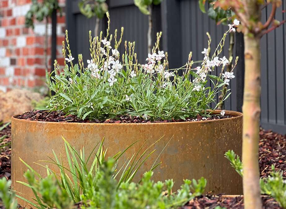 Contemporary front garden in Mornington