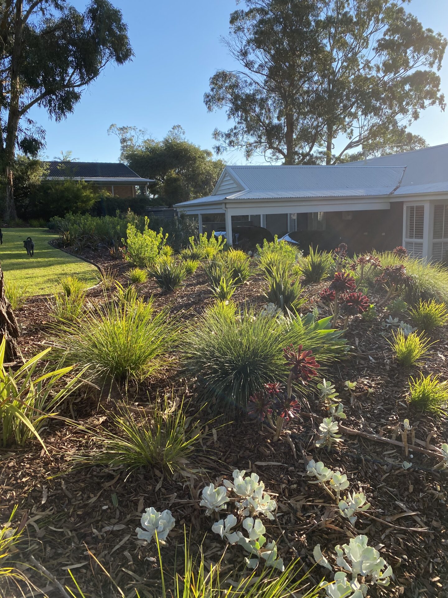 Mount Eliza front garden