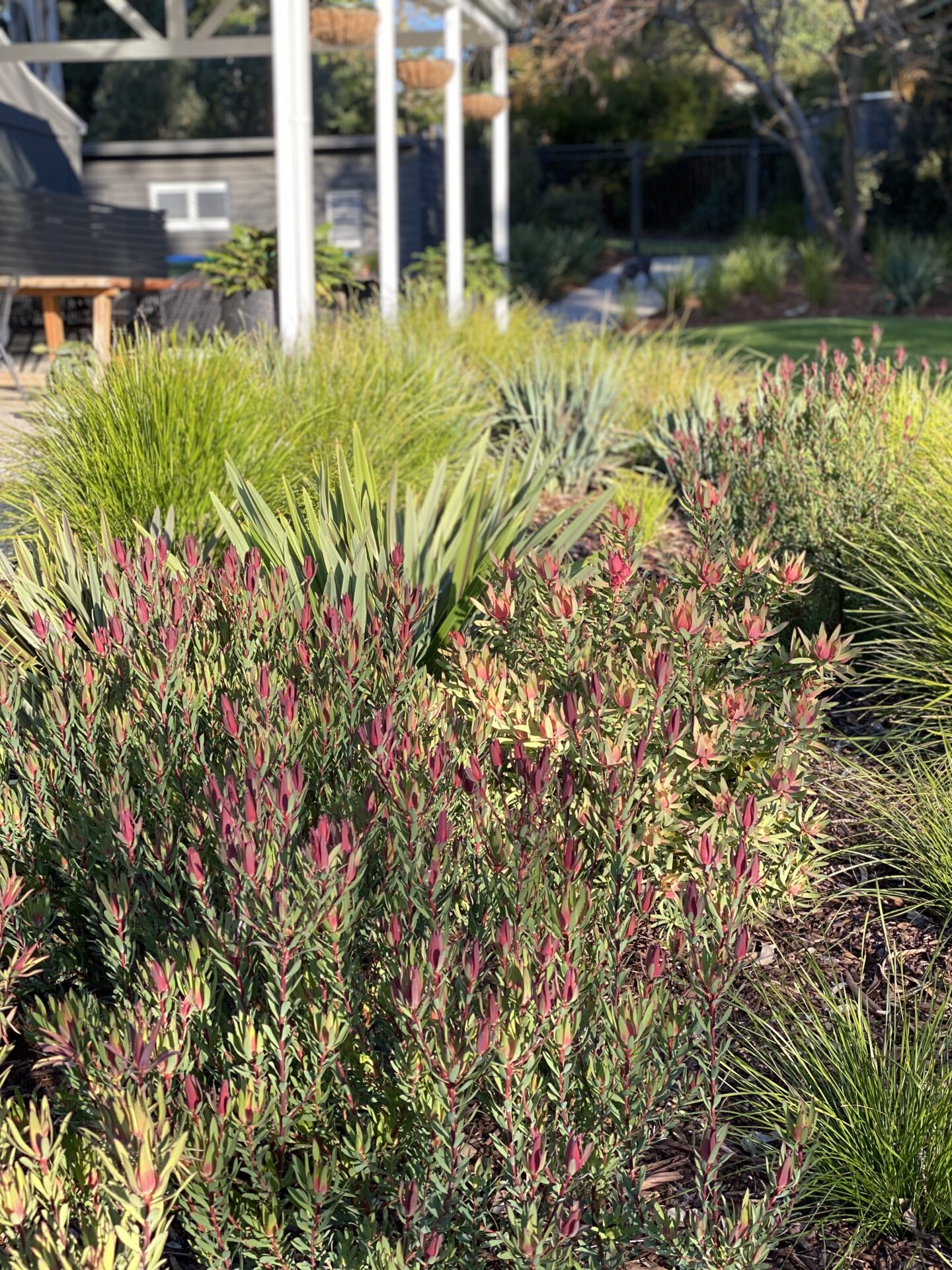 Mount Eliza native coastal garden